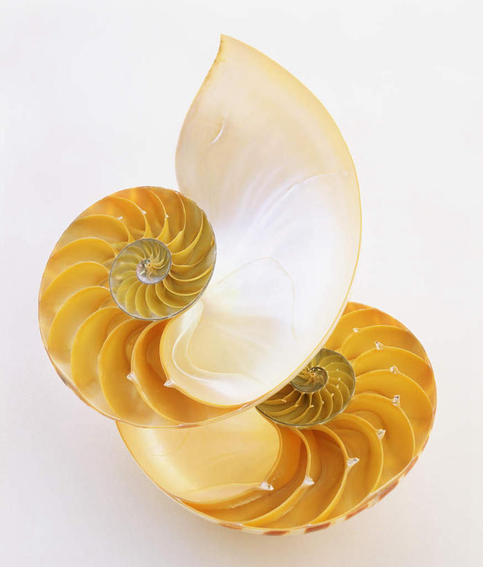 无人,竖图,俯视,室外,白天,白色背景,桌面,贝壳,一只,黄色,摄影,影棚,螺蛳,田螺,蜗篱,师螺,蜗蠃,方田螺,贝类外壳,海螺壳,软体动物外壳,彩图,高角度拍摄,影棚拍摄,拍摄