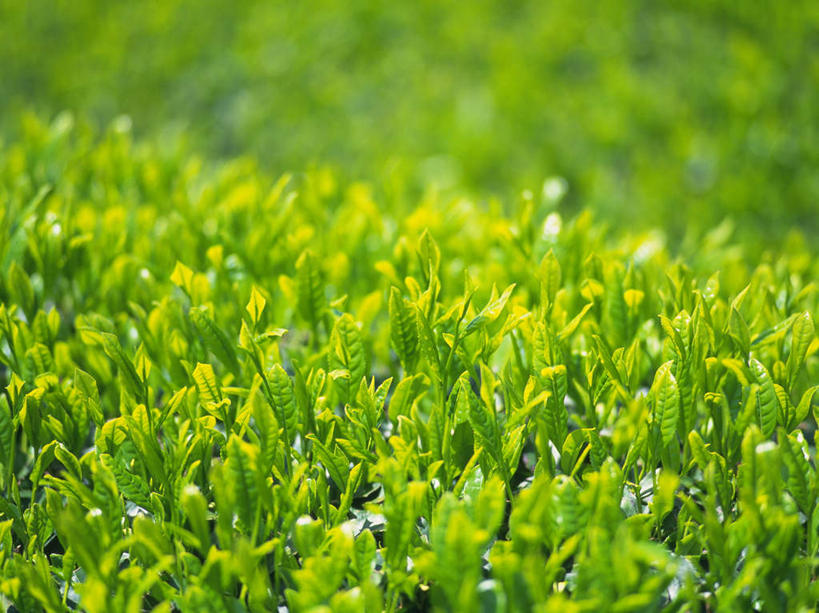 无人,横图,俯视,室外,特写,白天,旅游,度假,美景,茶,许多,阴影,朦胧,模糊,光线,影子,景观,娱乐,绿色,阳光,自然,嫩芽,享受,休闲,景色,放松,芽,自然风光,彩图,高角度拍摄