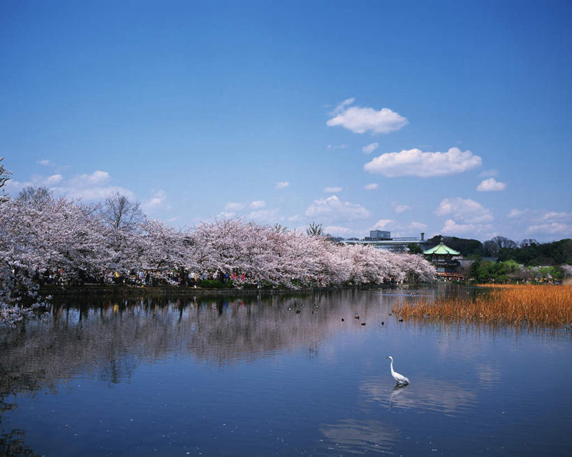 游泳,无人,公园,家,横图,室外,白天,正面,旅游,度假,幸福,纯洁,湖,湖泊,美景,树林,水,植物,樱花,鸟,野生动物,天鹅,东京,日本,亚洲,许多,游客,鸟类,房屋,屋子,湖面,景观,水流,水面,云,云朵,许多人,云彩,停留,娱乐,楼房,住宅,树,树木,一只,蓝色,绿色,白云,蓝天,天空,自然,动物,湖水,天,一群人,享受,休闲,景色,放松,可爱,生长,晴朗,成长,等待,生命,自然风光,东亚,本州,关东地方,本州岛,日本国,东京都,仙樱花,福岛樱,青肤樱,高尚,县厅,东京市,热烈,东京上野公园,晴空,鹄,荆桃,彩图,全身,房子,上野公园