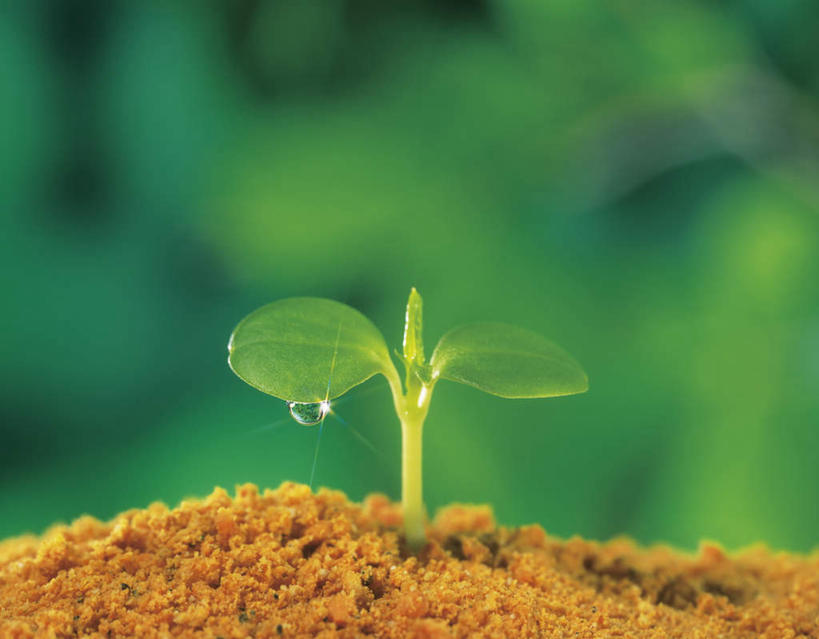 无人,横图,俯视,室外,特写,白天,美景,水,叶子,朦胧,模糊,液体,景观,泥土,水滴,土地,发芽,绿叶,嫩苗,绿色,自然,嫩叶,景色,生长,成长,生机,希望,自然风光,叶,叶片,彩图,高角度拍摄