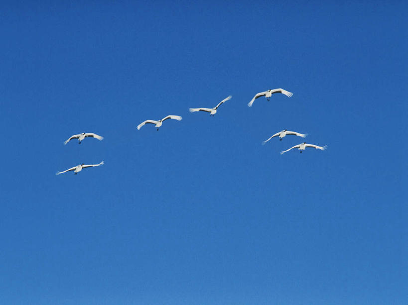无人,横图,室外,白天,仰视,美景,鸟,许多,飞翔,伸展,张开,展翅,翅膀,鸟类,景观,飞,蓝色,白色,蓝天,天空,自然,天,景色,晴朗,雁,自然风光,张开翅膀,万里无云,展开翅膀,晴空,晴空万里,彩图,低角度拍摄,全身