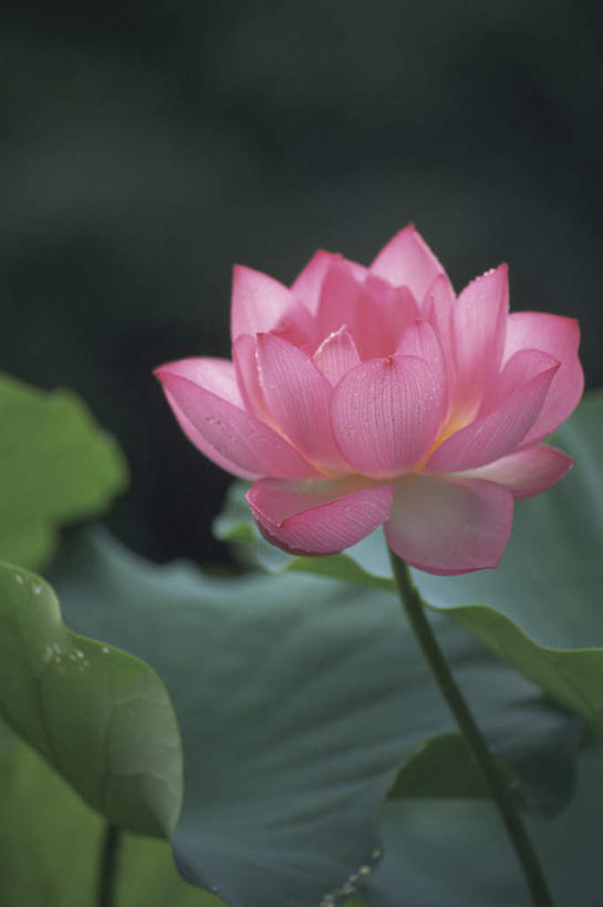 无人,竖图,俯视,室外,特写,白天,美景,植物,莲花,叶子,朦胧,模糊,盛开,景观,荷叶,绿叶,花,花瓣,花朵,花卉,鲜花,一朵,粉色,绿色,自然,花蕊,嫩叶,景色,自然风光,六月花神,荷花,藕花,水芙蓉,叶,叶片,彩图,高角度拍摄