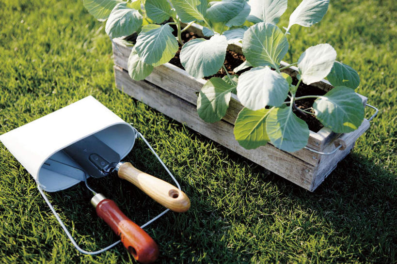 无人,横图,俯视,室外,特写,白天,草地,草坪,植物,叶子,铲子,盆栽,园艺工具,绿叶,盆景,草,绿色,自然,嫩叶,生长,成长,叶,叶片,彩图,高角度拍摄