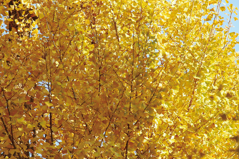 无人,横图,室外,白天,仰视,旅游,度假,美景,秋季,植物,银杏树,叶子,景观,娱乐,树,树木,黄色,蓝色,蓝天,天空,自然,天,享受,休闲,景色,放松,生长,成长,自然风光,鸭脚树,叶,叶片,秋,秋天,银杏,公孙树,白果,彩图,低角度拍摄