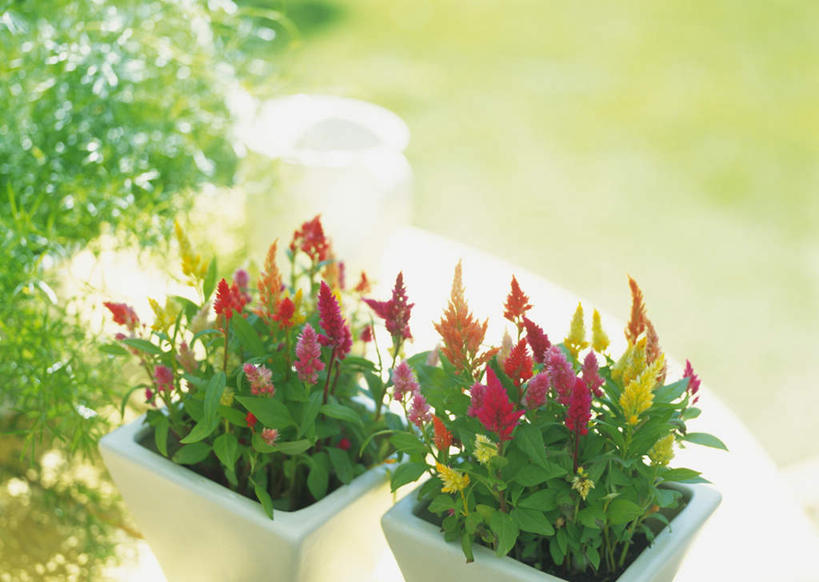 无人,横图,俯视,室外,特写,白天,草地,草坪,美景,植物,桌子,叶子,许多,阴影,朦胧,模糊,盛开,光线,影子,办公桌,景观,绿叶,草,花,花瓣,花朵,花卉,鲜花,黄色,红色,绿色,阳光,自然,花蕊,嫩叶,景色,青葙,自然风光,鸡冠苋,昆仑草,萋蒿,野鸡冠,叶,叶片,彩图,高角度拍摄