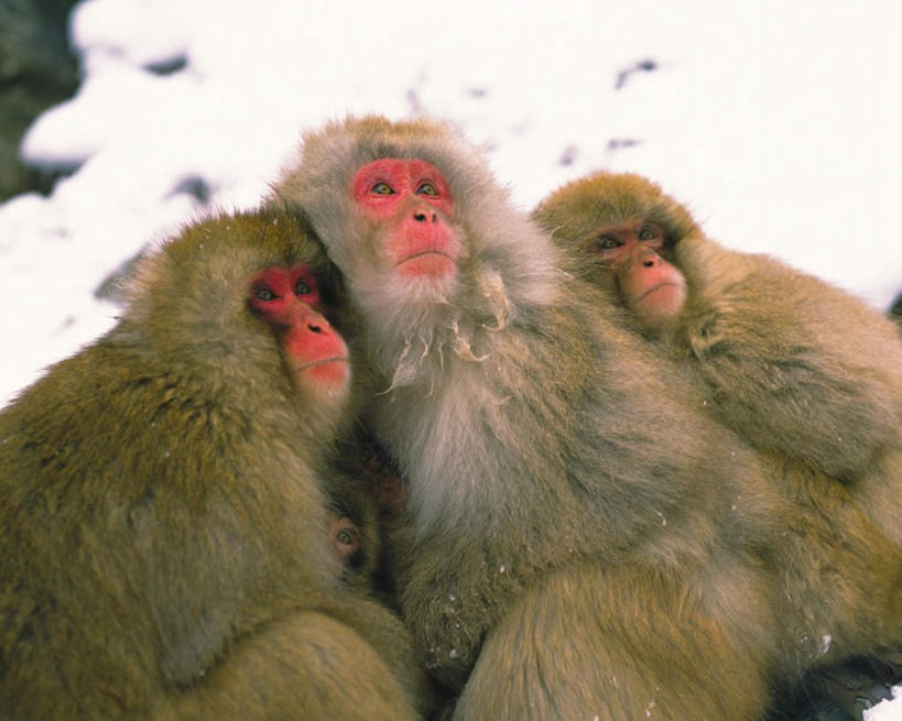 无人,坐,横图,俯视,室外,白天,美景,温泉,雪,大雪,野生动物,猴子,长野县,日本,三只,一排,阴影,整齐,光线,影子,积雪,景观,雪景,冬季,冬天,注视,排列,阳光,自然,动物,观察,看,景色,寒冷,可爱,活泼,观看,察看,队列,关注,自然风光,猕猴,本州,本州岛,日本国,中部地方,长野,严寒,抬头,仰头,坐着,半身,彩图,高角度拍摄,地狱谷,地狱谷温泉,地狱谷野猿公苑