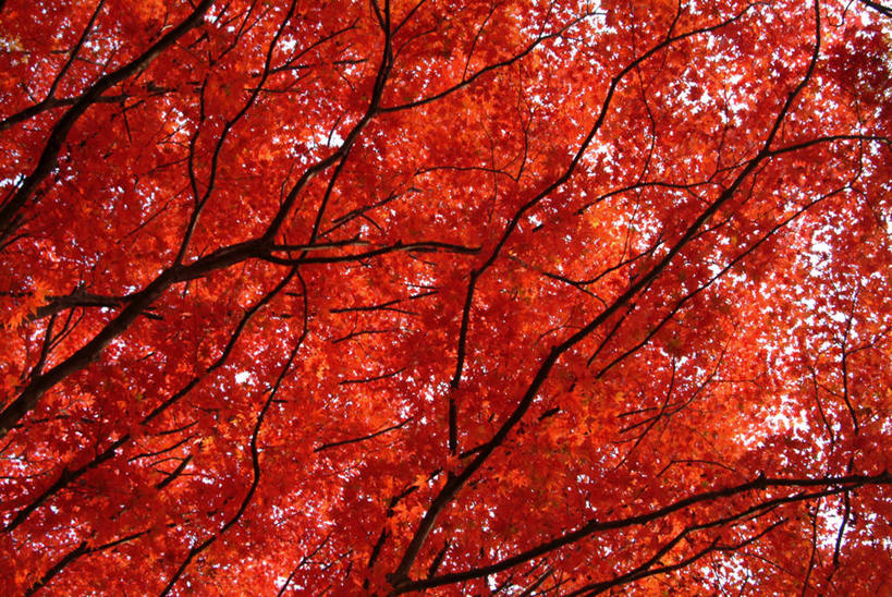 无人,横图,室外,特写,白天,仰视,美景,秋季,森林,树林,植物,枫树,叶子,阴影,光线,影子,景观,红叶,树,树木,树枝,红色,绿色,阳光,自然,景色,生长,成长,自然风光,槭树,日本红枫,日本红丝带,叶,叶片,秋,秋天,彩图,低角度拍摄