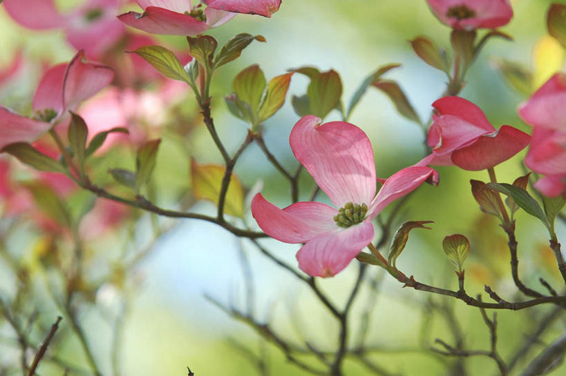无人,横图,室外,特写,白天,正面,美景,植物,朦胧,模糊,盛开,景观,花蕾,花,花瓣,花朵,鲜花,树,树木,树枝,粉色,绿色,自然,花苞,花蕊,景色,生长,成长,自然风光,山茱萸,山萸肉,山芋肉,蜀酸枣,天木籽,药枣,萸肉,枣皮,彩图