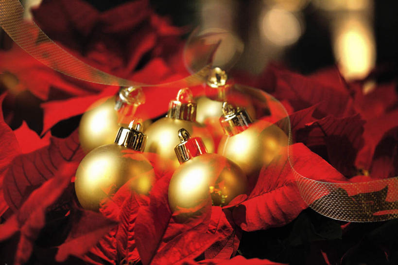 无人,横图,俯视,室内,特写,白天,静物,圣诞节,阴影,节日,朦胧,模糊,庆祝,装饰,光线,挂饰,影子,灯光,圣诞球,文化,球,树,树木,树枝,红色,庆典,球体,纪念,华丽,修饰,点缀,衬托,美观,雅致,雅观,彩图,高角度拍摄