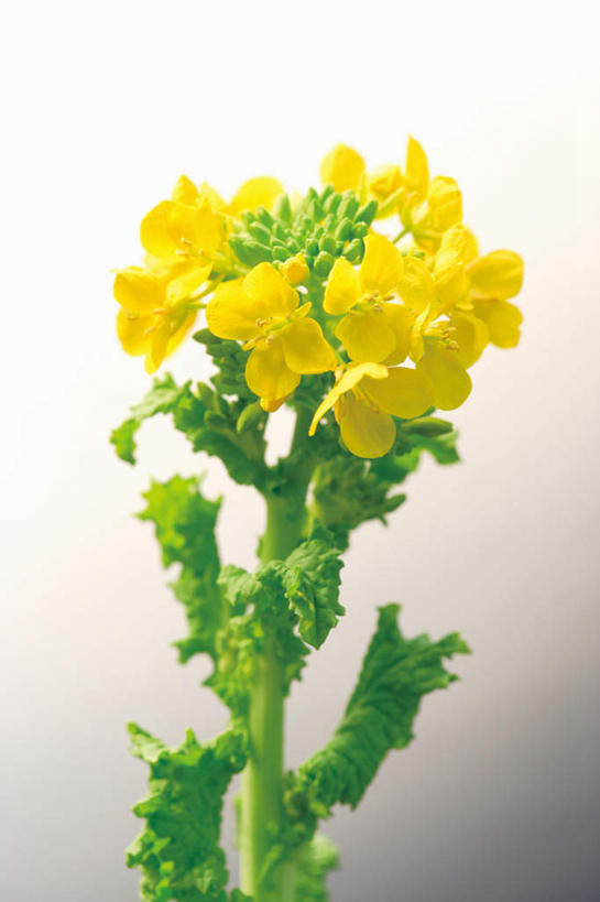 无人,竖图,室内,特写,白天,白色背景,正面,植物,叶子,许多,阴影,反射,影子,绿叶,花蕾,花瓣,花朵,花卉,鲜花,黄色,花苞,油菜花,嫩叶,摄影,影棚,叶,叶片,彩图,影棚拍摄,拍摄,芸苔,芸薹