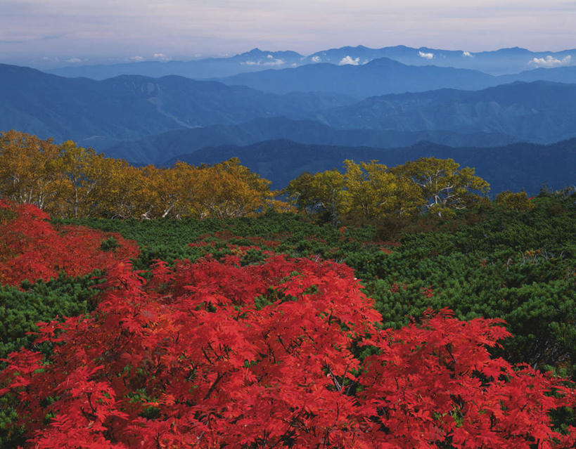 无人,横图,俯视,室外,白天,旅游,度假,草地,草坪,美景,森林,山,树林,植物,雾,枫树,叶子,长野县,日本,亚洲,朦胧,模糊,景观,山峰,绿叶,山峦,娱乐,草,树,树木,红色,绿色,自然,享受,休闲,嫩叶,景色,放松,生长,成长,迷雾,自然风光,东亚,本州,本州岛,日本国,中部地方,长野,槭树,日本红枫,日本红丝带,叶,叶片,大雾,彩图,高角度拍摄