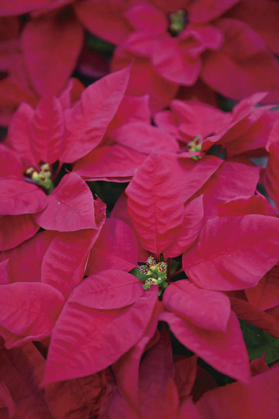 无人,竖图,俯视,室内,特写,白天,旅游,度假,美景,植物,叶子,许多,盛开,景观,绿叶,圣诞红,一品红,娱乐,花,花瓣,花朵,花卉,鲜花,粉色,自然,花蕊,圣诞花,享受,休闲,嫩叶,景色,放松,猩猩木,绿洲,自然风光,叶,叶片,彩图,高角度拍摄
