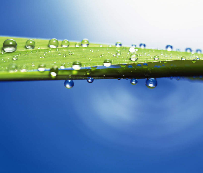 无人,横图,室外,特写,白天,正面,美景,水,露水,叶子,一片,阴影,透明,光线,液体,影子,景观,水滴,绿叶,水珠,阳光,自然,露珠,嫩叶,景色,生机,剔透,自然风光,灵动,通明,叶,叶片,彩图,晶莹