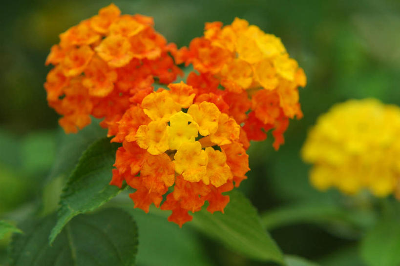 无人,横图,俯视,室外,特写,白天,旅游,度假,花海,花圃,美景,植物,许多,朦胧,模糊,盛开,景观,花蕾,娱乐,花,花瓣,花朵,花卉,鲜花,黄色,自然,花丛,花田,花苞,花蕊,享受,休闲,橙色,景色,放松,自然风光,臭金凤,臭冷风,大红绣球,红花刺,昏花,马缨丹,毛神花,婆姐花,七变花,如意花,杀虫花,山大丹,珊瑚球,天兰草,五彩花,五雷箭,五色梅,野眼菜,逐蝇梅,彩图,高角度拍摄