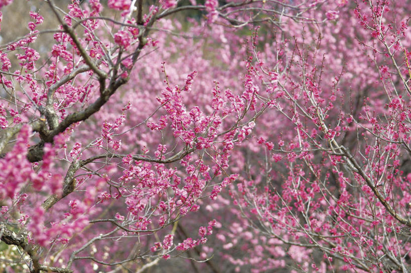 无人,横图,室外,白天,正面,旅游,度假,美景,植物,许多,盛开,景观,梅花,粉红,花蕾,娱乐,花,花瓣,花朵,鲜花,树,树木,粉色,红色,绿色,自然,花苞,花蕊,享受,休闲,景色,放松,生长,成长,高雅,坚强,自然风光,梅,红梅,彩图