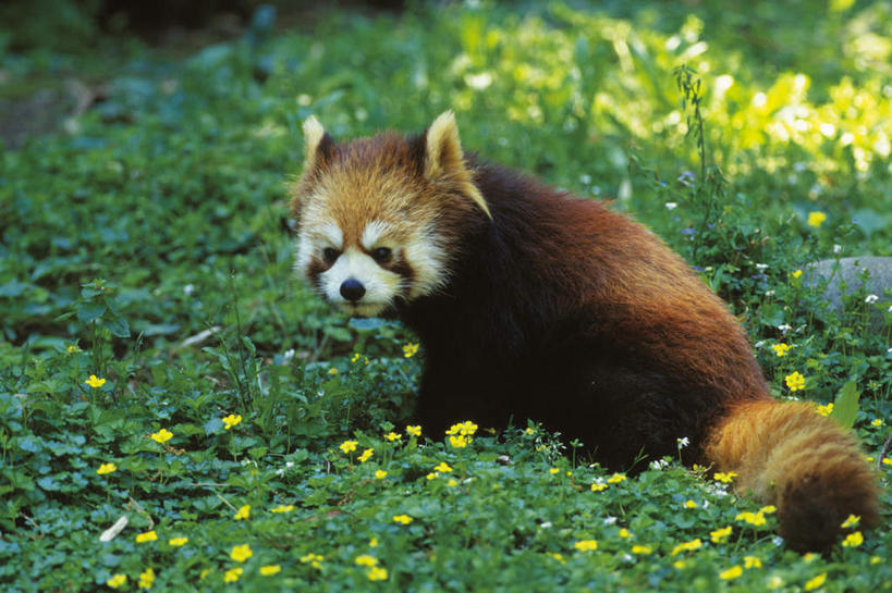 无人,坐,横图,室外,白天,侧面,草地,草坪,花海,花圃,植物,野生动物,许多,阴影,盛开,光线,影子,花蕾,注视,草,花,花瓣,花朵,花卉,鲜花,一只,黄色,绿色,阳光,自然,动物,花丛,花田,花苞,花蕊,观察,看,可爱,活泼,生长,成长,观看,察看,关注,浣熊,白鼻豿,坐着,彩图,全身