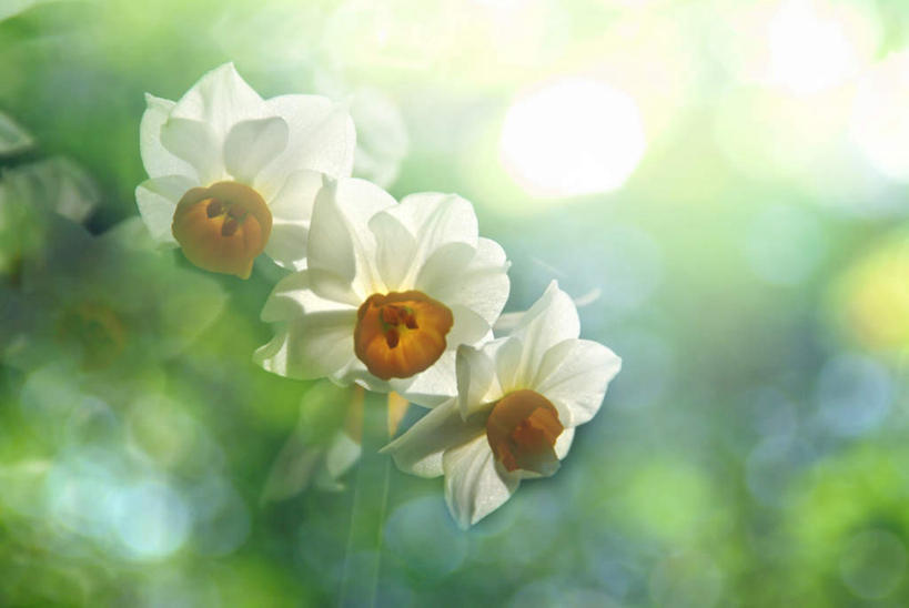 无人,横图,室外,特写,白天,仰视,旅游,度假,美景,水仙花,三朵,朦胧,模糊,盛开,景观,花蕾,娱乐,花,花瓣,花朵,鲜花,白色,自然,花苞,花蕊,享受,休闲,景色,放松,自然风光,金盏银台,玉玲珑,女史花,雅蒜,天蒜,凌波仙子,水仙,天葱,彩图,低角度拍摄