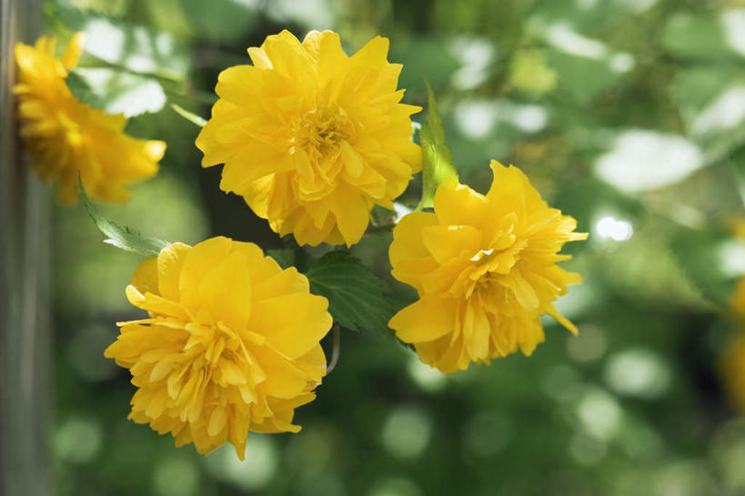 无人,横图,室外,特写,白天,正面,旅游,度假,美景,植物,许多,朦胧,模糊,盛开,景观,花蕾,娱乐,花,花瓣,花朵,鲜花,树,树木,黄色,绿色,自然,花苞,花蕊,享受,休闲,景色,放松,生长,成长,高贵,自然风光,地藏王花,棣棠花,蜂棠花,黄度梅,麻叶棣棠,彩图