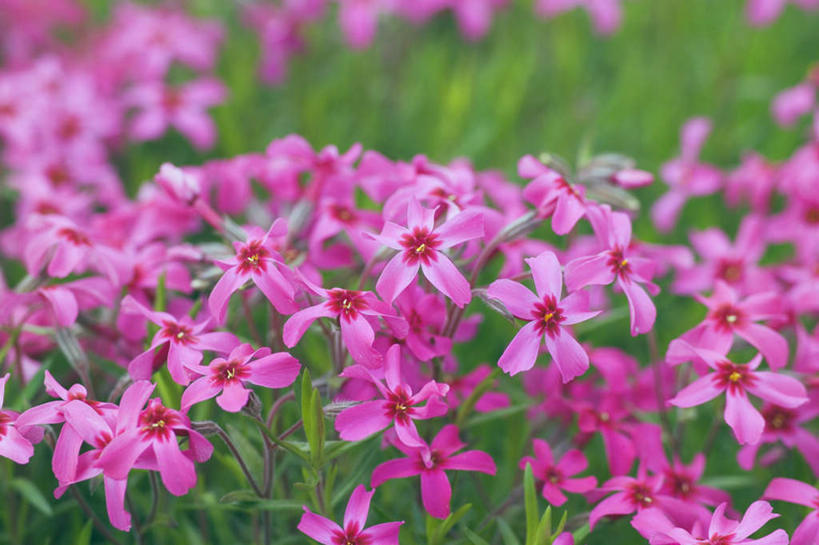 无人,横图,俯视,室外,白天,旅游,度假,花海,花圃,美景,植物,叶子,许多,盛开,景观,花蕾,娱乐,花,花瓣,花朵,花卉,鲜花,绿色,紫色,自然,花丛,花束,花田,花苞,花蕊,享受,休闲,景色,放松,夹竹桃,自然风光,柳叶桃,半年红,彩图,高角度拍摄