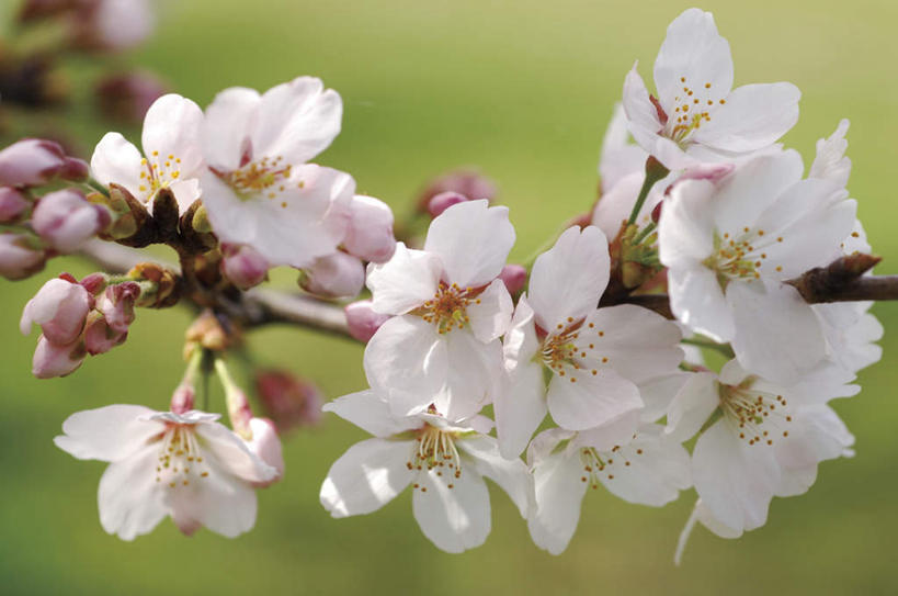 无人,横图,室外,特写,白天,正面,旅游,度假,幸福,纯洁,美景,植物,樱花,许多,朦胧,模糊,盛开,景观,娱乐,花,花瓣,花朵,花卉,鲜花,树枝,白色,自然,花蕊,享受,休闲,景色,放松,等待,生命,自然风光,仙樱花,福岛樱,青肤樱,高尚,热烈,荆桃,彩图