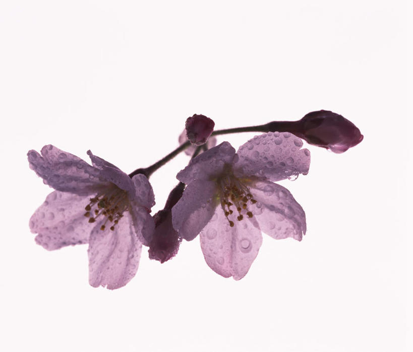 无人,横图,俯视,室内,特写,白天,白色背景,幸福,纯洁,植物,樱花,盛开,水滴,水珠,花,花瓣,花朵,花卉,鲜花,两朵,粉色,花蕊,摄影,影棚,等待,生命,仙樱花,福岛樱,青肤樱,高尚,热烈,荆桃,彩图,高角度拍摄,影棚拍摄,拍摄