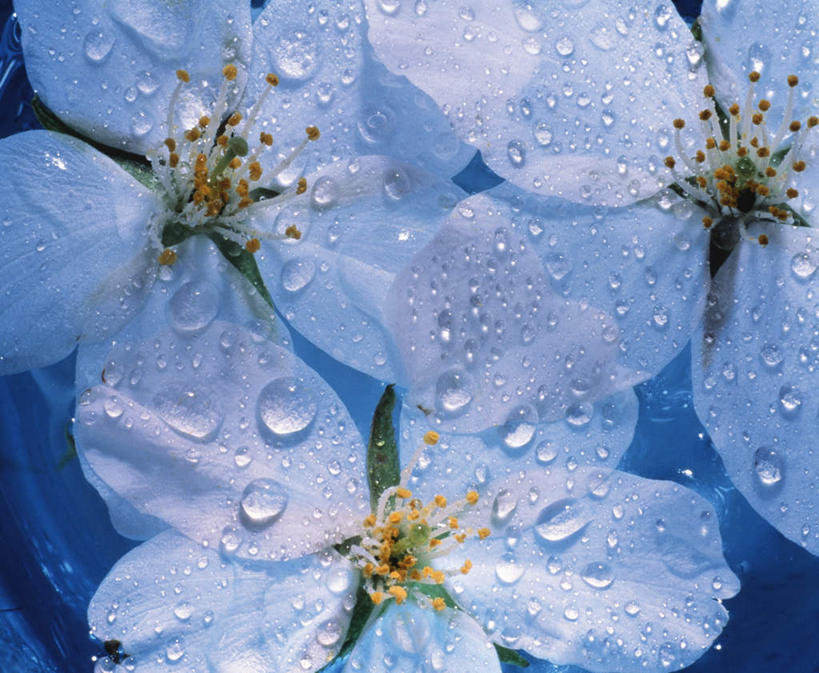 无人,横图,俯视,室内,白天,旅游,度假,幸福,纯洁,美景,水,露水,樱花,三朵,盛开,透明,液体,景观,水滴,花蕾,娱乐,水珠,花,花瓣,花朵,鲜花,蓝色,自然,露珠,花苞,花蕊,享受,休闲,景色,放松,等待,生机,生命,剔透,自然风光,仙樱花,福岛樱,青肤樱,高尚,灵动,热烈,通明,荆桃,彩图,高角度拍摄,晶莹