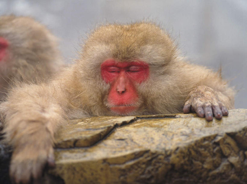 无人,坐,闭眼,睡,横图,室外,特写,白天,正面,石头,野生动物,猴子,石子,动物,两只,可爱,活泼,猕猴,恒河猴,石块,岩石,闭眼睛,闭着眼,闭着眼睛,困,困觉,寝息,睡觉,坐着,半身,彩图