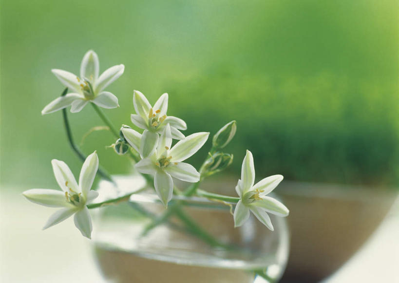 无人,横图,俯视,室内,特写,白天,旅游,度假,美景,朦胧,模糊,盛开,景观,花蕾,娱乐,花,花瓣,花朵,鲜花,自然,花苞,花蕊,享受,休闲,景色,放松,自然风光,虎眼万年青,海葱,葫芦兰,鸟乳花,彩图,高角度拍摄