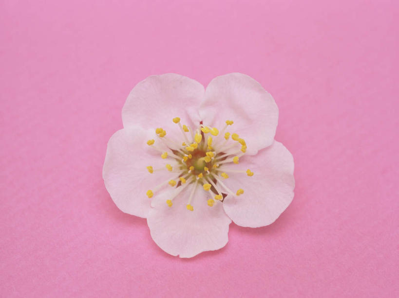 无人,横图,俯视,室内,特写,白天,旅游,度假,幸福,纯洁,美景,植物,樱花,粉色背景,盛开,景观,娱乐,花,花瓣,花朵,花卉,鲜花,一朵,粉色,自然,花蕊,享受,休闲,景色,放松,摄影,影棚,等待,生命,自然风光,仙樱花,福岛樱,青肤樱,高尚,热烈,荆桃,彩图,高角度拍摄,影棚拍摄,拍摄