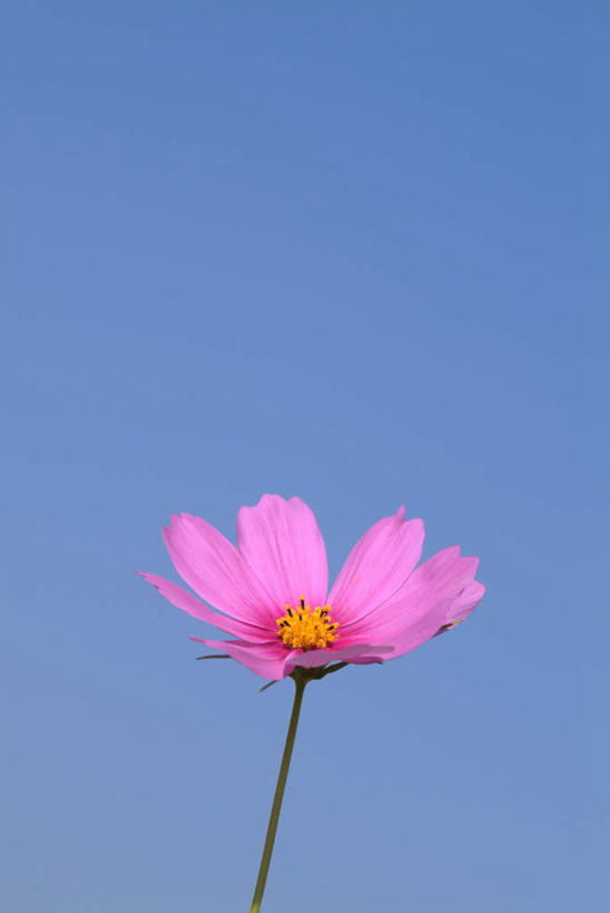 无人,竖图,室外,特写,白天,正面,旅游,度假,美景,植物,盛开,景观,波斯菊,娱乐,花,花瓣,花朵,花卉,鲜花,一朵,蓝色,紫色,蓝天,天空,自然,天,花蕊,享受,休闲,菊花,景色,放松,大波斯菊,自然风光,秋英,彩图