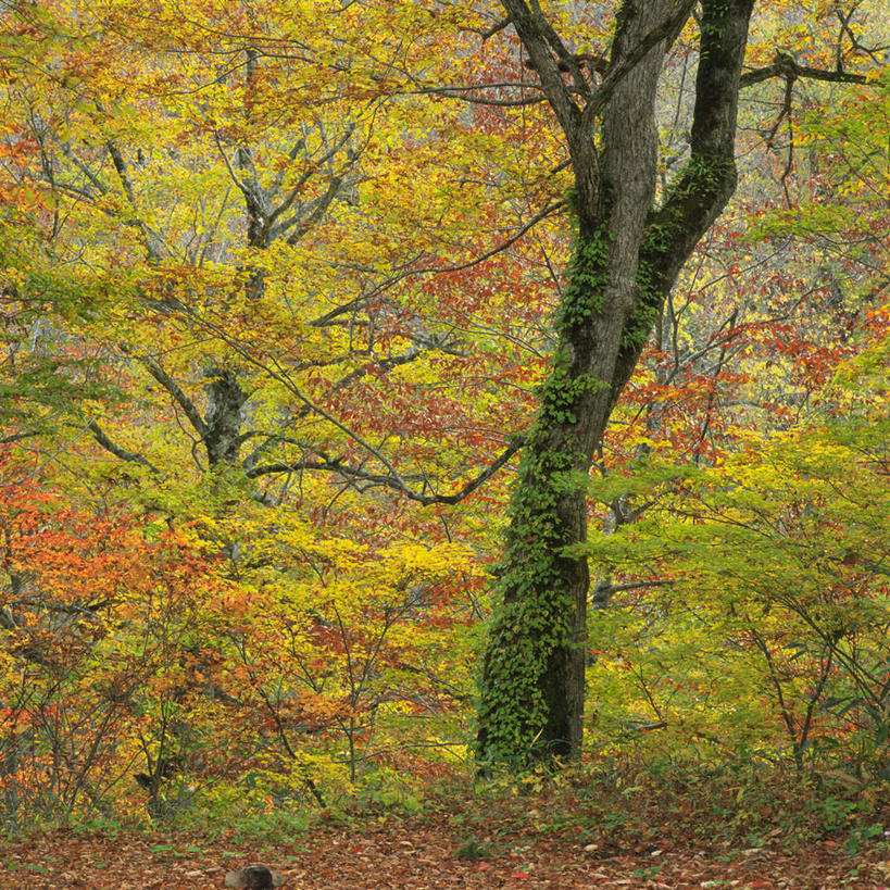 无人,方图,室外,白天,正面,旅游,度假,美景,秋季,森林,树林,植物,日本,亚洲,景观,娱乐,树,树木,黄色,绿色,自然,享受,休闲,景色,放松,生长,成长,自然风光,东亚,本州,本州岛,日本国,中部地方,新潟,新潟县,秋,秋天,彩图