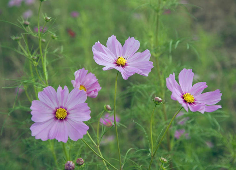 无人,横图,俯视,室外,特写,白天,旅游,度假,美景,朦胧,模糊,盛开,景观,波斯菊,花蕾,娱乐,花,花瓣,花朵,鲜花,紫色,自然,花苞,花蕊,享受,休闲,菊花,景色,放松,大波斯菊,自然风光,秋英,彩图,高角度拍摄
