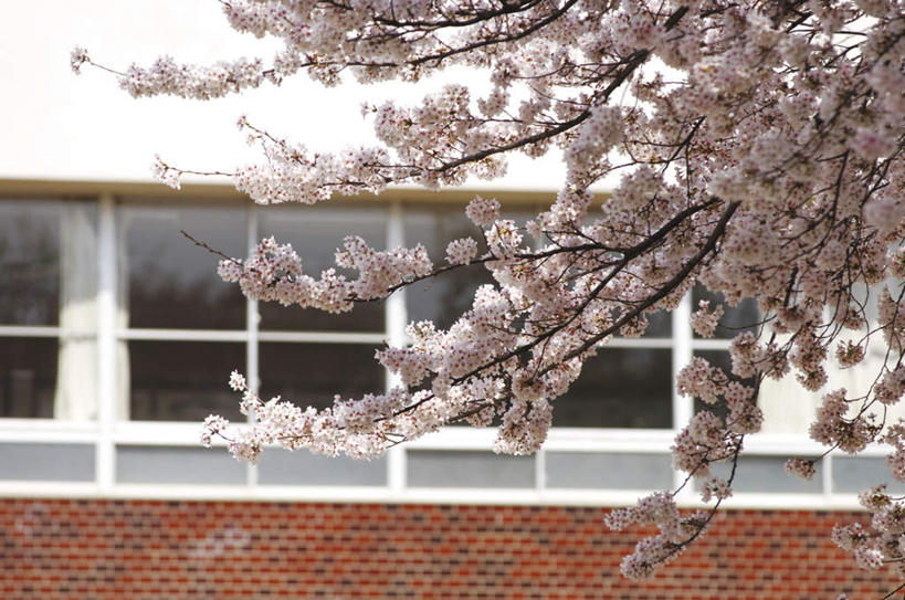 无人,横图,室外,白天,正面,旅游,度假,幸福,纯洁,花海,花圃,美景,植物,窗户,樱花,叶子,盛开,景观,花蕾,娱乐,玻璃窗,花,花瓣,花朵,花卉,鲜花,树,树木,粉色,绿色,自然,花丛,花束,花田,花苞,花蕊,享受,休闲,景色,放松,生长,成长,等待,生命,自然风光,仙樱花,福岛樱,青肤樱,高尚,热烈,荆桃,彩图
