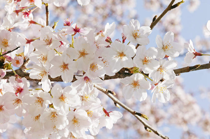 无人,横图,室外,特写,白天,仰视,旅游,度假,幸福,纯洁,美景,植物,樱花,盛开,景观,花蕾,娱乐,花,花瓣,花朵,鲜花,树,树木,粉色,绿色,自然,花苞,花蕊,享受,休闲,景色,放松,生长,成长,等待,生命,自然风光,仙樱花,福岛樱,青肤樱,高尚,热烈,荆桃,彩图,低角度拍摄