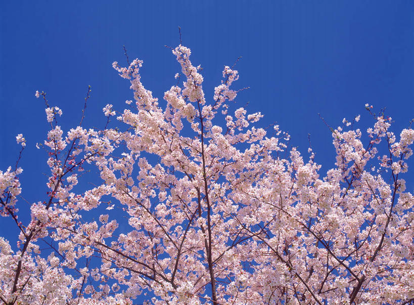 无人,横图,室外,白天,仰视,旅游,度假,幸福,纯洁,美景,植物,樱花,朦胧,模糊,盛开,景观,花蕾,娱乐,花,花瓣,花朵,鲜花,树,树木,粉色,绿色,自然,花苞,花蕊,享受,休闲,景色,放松,生长,成长,等待,生命,自然风光,仙樱花,福岛樱,青肤樱,高尚,热烈,荆桃,彩图,低角度拍摄