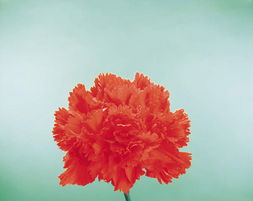 无人,横图,俯视,室内,特写,白天,热情,植物,康乃馨,阴影,盛开,反射,影子,祝福,花,花瓣,花朵,花卉,鲜花,一朵,红色,花蕊,母爱,清纯,摄影,影棚,亲情,思念,宽容,热恋,真挚,热心,麝香石竹,石竹,香石竹,彩图,高角度拍摄,影棚拍摄,拍摄,魅力