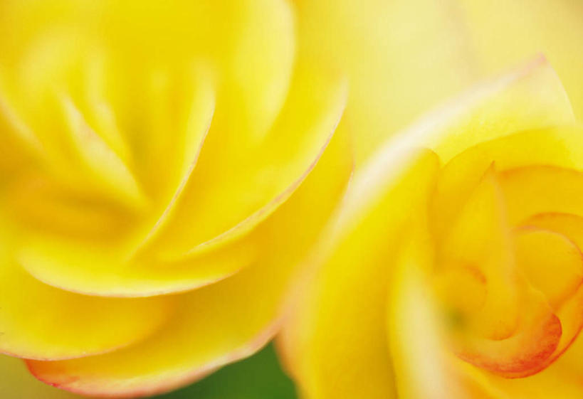 无人,横图,俯视,室外,特写,白天,美景,植物,海棠花,朦胧,模糊,盛开,景观,海棠,花,花瓣,花朵,花卉,鲜花,两朵,黄色,自然,花蕊,景色,自信,摄影,影棚,呵护,秋海棠,自然风光,八月春,解语花,相思草,岩丸子,彩图,高角度拍摄,影棚拍摄,拍摄