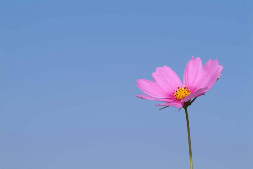 无人,横图,室外,特写,白天,仰视,爱情,自由,幸福,美景,植物,盛开,景观,波斯菊,花,花瓣,花朵,花卉,鲜花,一朵,蓝色,紫色,蓝天,天空,自然,天,花蕊,清洁,菊花,景色,大波斯菊,吉祥,自然风光,高洁,秋英,长寿,格桑花,秋樱,扫帚梅,八瓣梅,初恋,多情,怀恋,清净,真情,寿客,秋菊,彩图,低角度拍摄,时光