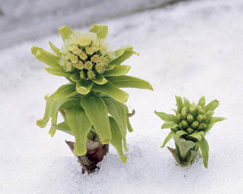 无人,横图,俯视,室外,白天,雪,植物,大雪,桌面,蔬菜,叶子,阴影,新鲜,光线,纹理,影子,积雪,雪景,冬季,冬天,食品,绿叶,两盆,食物,绿色,阳光,嫩叶,寒冷,有机食品,绿色食品,肌理,蜂斗菜,严寒,叶,叶片,叶脉,彩图,高角度拍摄