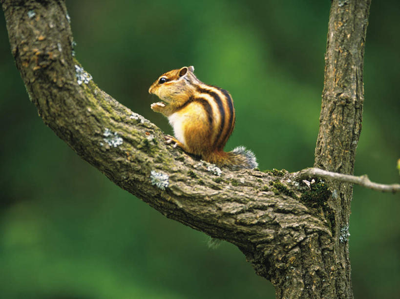 无人,站,横图,室外,特写,白天,侧面,植物,野生动物,阴影,朦胧,模糊,光线,影子,注视,树,树木,树枝,一只,绿色,阳光,自然,动物,松鼠,观察,看,站着,可爱,活泼,生长,成长,观看,察看,关注,站立,彩图,全身