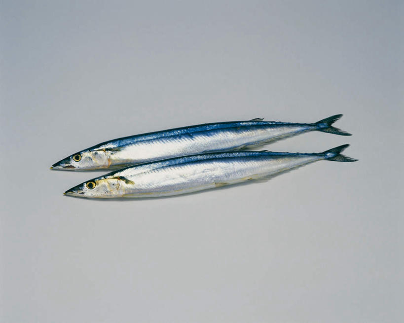 海鲜,无人,横图,俯视,室内,特写,白天,白色背景,桌面,桌子,两条,阴影,反射,木制,秋刀鱼,鱼,影子,水产,鱼类,海洋生物,木制品,摄影,影棚,竹刀鱼,刀鱼,水生动物,海产品,水生物,海底动物,彩图,高角度拍摄,全身,影棚拍摄,拍摄