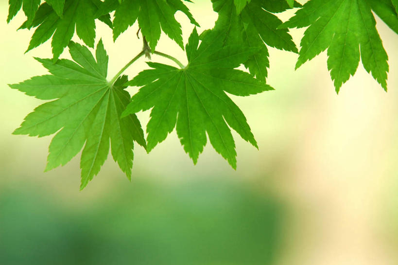 无人,横图,室外,特写,白天,正面,美景,植物,枫树,叶子,朦胧,模糊,景观,绿叶,绿色,自然,嫩叶,景色,自然风光,槭树,鸡爪槭,叶,叶片,鸡爪枫,彩图