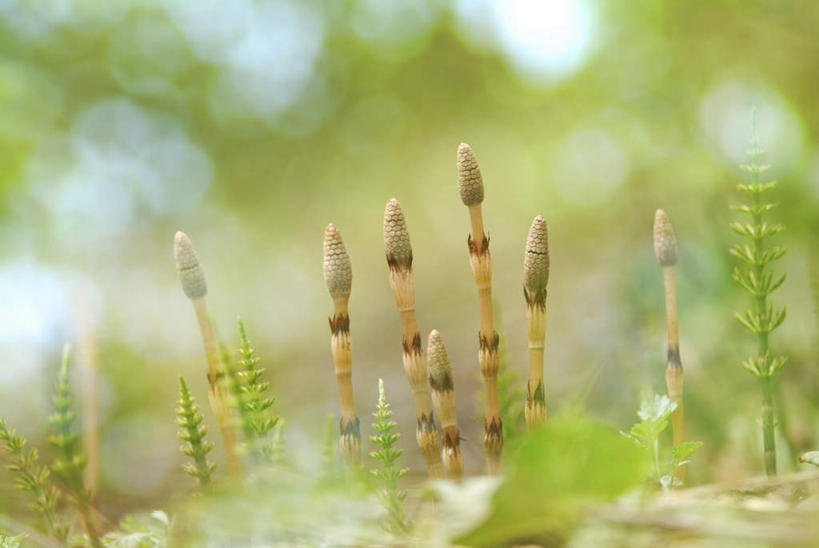 无人,横图,室外,特写,白天,正面,旅游,度假,草地,草坪,美景,植物,一排,许多,朦胧,模糊,整齐,景观,娱乐,草,排列,绿色,自然,享受,休闲,景色,放松,队列,自然风光,问荆,接续草,公母草,搂接草,空心草,马蜂草,猪鬃草,黄蚂草,节节草,接骨草,彩图