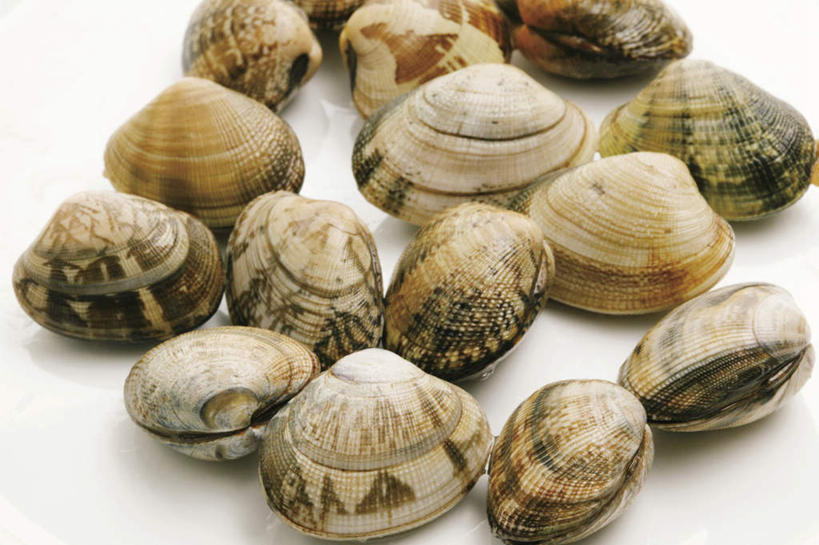 海鲜,无人,横图,俯视,室内,特写,白天,白色背景,一堆,许多,堆叠,堆积,蛤蜊,水产,海洋生物,蛤,摄影,影棚,堆,水生动物,海产品,水生物,海底动物,蛤仔,彩图,高角度拍摄,影棚拍摄,拍摄