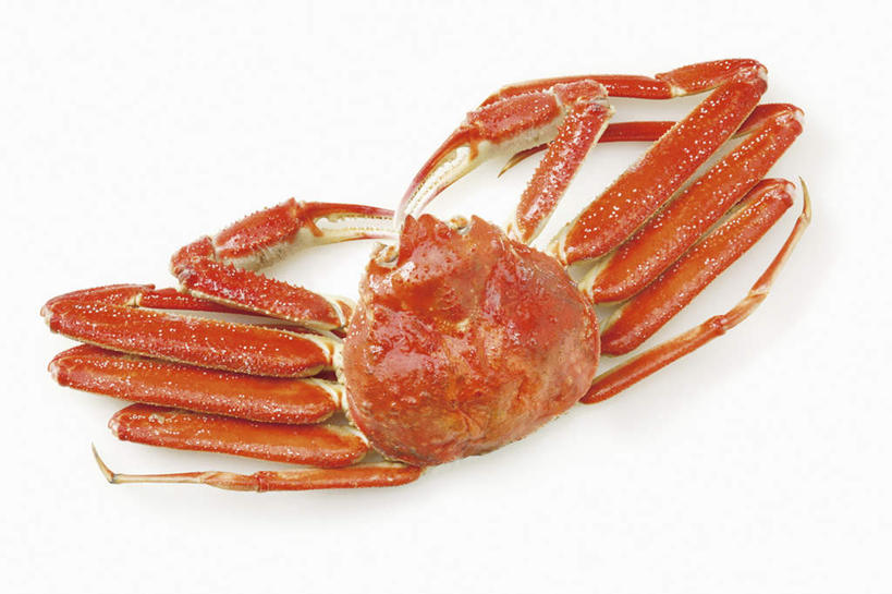 海鲜,蟹,无人,横图,俯视,室内,特写,白天,白色背景,静物,皇后蟹,螃蟹,水产,海洋生物,一个,一只,摄影,影棚,单个,皮匠蟹,雪蟹,水生动物,海产品,水生物,海底动物,彩图,高角度拍摄,全身,影棚拍摄,拍摄