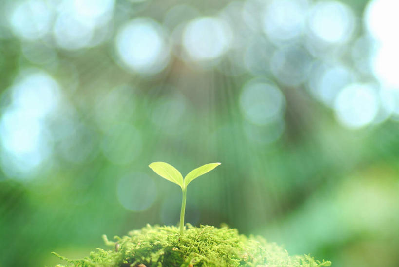 无人,横图,室外,特写,白天,正面,美景,叶子,一片,阴影,朦胧,模糊,光线,影子,景观,绿叶,嫩苗,阳光,自然,嫩叶,景色,生长,成长,生机,希望,自然风光,灵动,叶,叶片,彩图