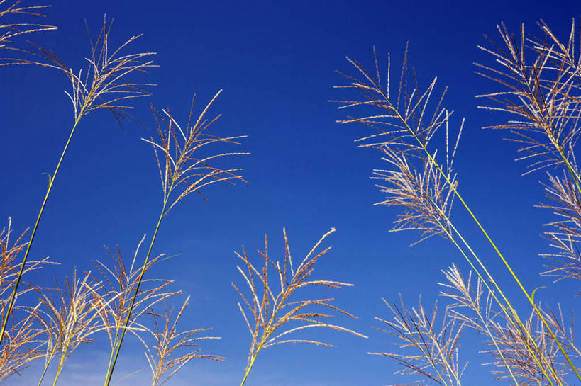 无人,横图,室外,白天,仰视,旅游,度假,美景,植物,秋田县,日本,亚洲,枯萎,景观,枯草,娱乐,草,黄色,蓝色,蓝天,天空,自然,天,享受,休闲,景色,放松,晴朗,自然风光,东亚,本州,万里无云,本州岛,日本国,秋田,东北地方,晴空,晴空万里,彩图,低角度拍摄