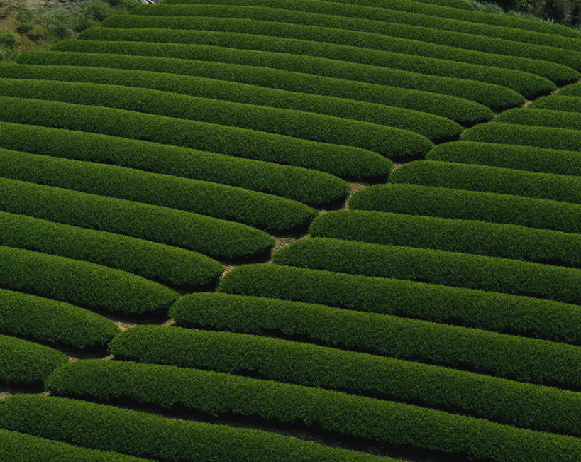 无人,横图,俯视,室外,白天,旅游,度假,美景,叶子,静冈县,日本,亚洲,一排,阴影,整齐,光线,影子,景观,绿叶,娱乐,茶园,排列,阳光,自然,享受,休闲,嫩叶,景色,放松,队列,自然风光,东亚,本州,本州岛,日本国,中部地方,静冈,茶山,叶,叶片,彩图,高角度拍摄