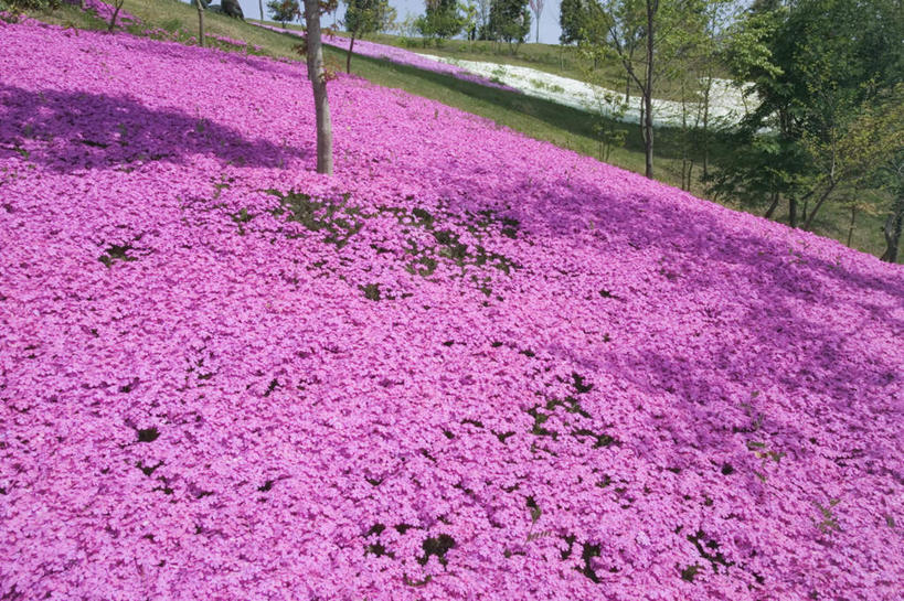 无人,横图,俯视,室外,白天,旅游,度假,美景,森林,树林,植物,许多,盛开,景观,花蕾,娱乐,花,花瓣,花朵,鲜花,树,树木,绿色,紫色,自然,花苞,花蕊,享受,休闲,景色,放松,生长,成长,夹竹桃,自然风光,柳叶桃,半年红,彩图,高角度拍摄