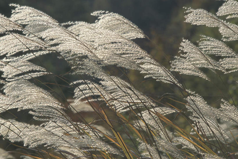 无人,横图,室外,白天,正面,旅游,度假,草地,美景,植物,秋田县,日本,亚洲,阴影,朦胧,模糊,光线,影子,景观,芒草,娱乐,草,绿色,阳光,自然,享受,休闲,景色,放松,自然风光,东亚,本州,本州岛,日本国,秋田,东北地方,彩图